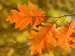 Fall in a park